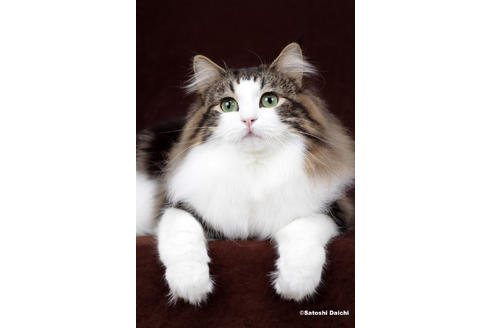 販売中のノルウェージャンフォレストキャットの親猫