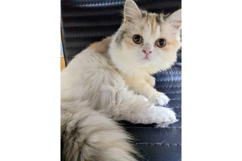 千葉県のラガマフィン 女の子 21 08 05生まれ のんびりおっとりのかわい子ちゃん 子猫id 子猫ブリーダーナビ