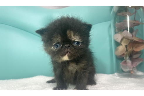 岐阜県のエキゾチックショートヘア 女の子 21 12 16生まれ めちゃかわ 子猫id 510 子猫ブリーダーナビ