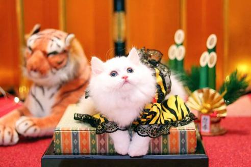 成田匠ブリーダー 子猫ブリーダーナビ