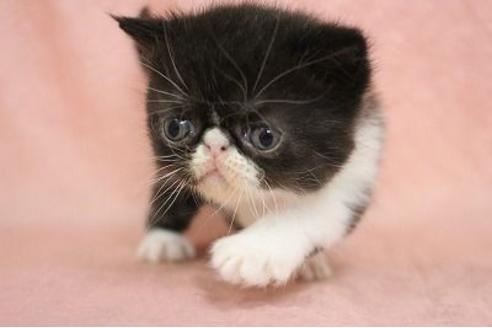 東京都のエキゾチックショートヘア 男の子 21 12 18生まれ むすっとしたお顔可愛らしい男の子です 子猫id 607 子猫ブリーダーナビ