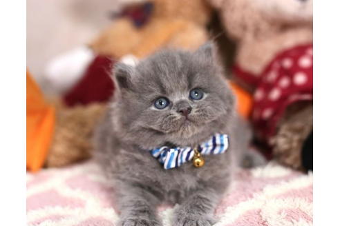 ブリティッシュショートヘアの子猫を探す 子猫ブリーダーナビ