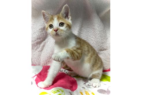 鹿児島県のブリーダーを探す 子猫ブリーダーナビ 鹿児島県のブリーダーを探す 子猫ブリーダーナビ