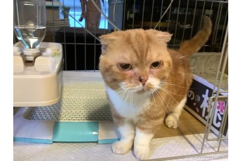 販売中のマンチカンの親猫