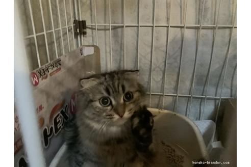 販売中のマンチカンの親猫