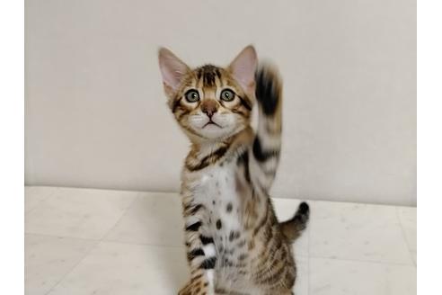 売れ筋商品 ベンガル様確認用２ 生地 糸 Iu Co Id