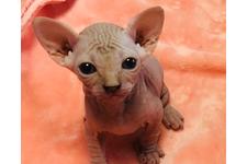 奥村欽司ブリーダー