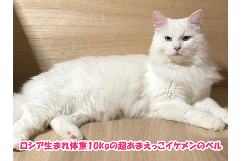 岡部慎華ブリーダーの詳細
