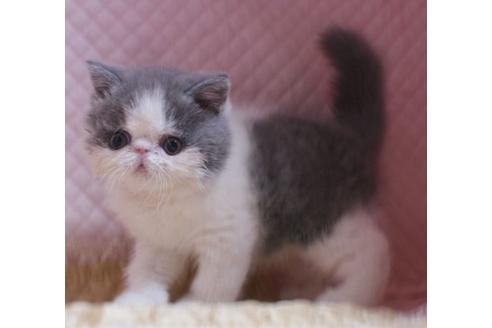 静岡県のエキゾチックショートヘア 男の子 22 01 01生まれ とてもかわいい 子猫id 子猫ブリーダーナビ