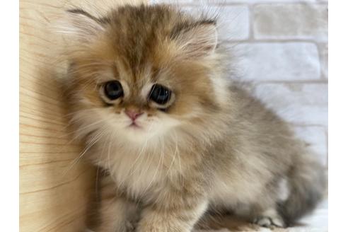 愛知県のペルシャ チンチラ 男の子 21 12 生まれ おっとり男の子 子猫id 9 子猫ブリーダーナビ