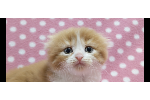 愛知県のスコティッシュフォールド 男の子 22 01 14生まれ もふもふの可愛い男の子 子猫id 子猫ブリーダーナビ