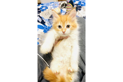 東京都のメインクーン 女の子 21 09 28生まれ 母方の祖父 父方の祖母がチャンピオン猫となります 子猫id 子猫ブリーダーナビ