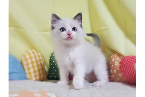 30万円以下のラグドールの子猫を探す 子猫ブリーダーナビ