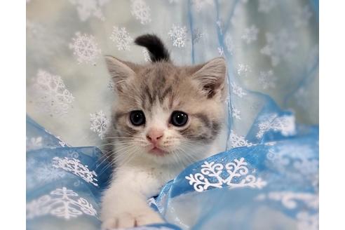 宮城県のスコティッシュフォールド 男の子 21 11 生まれ 王道の愛されにゃんこ 子猫id 258 子猫ブリーダーナビ