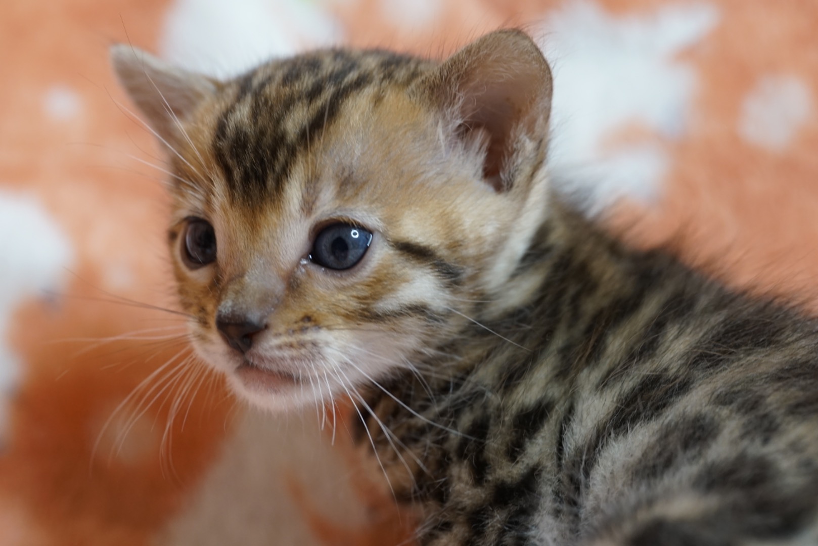 でかい 猫9選 世界一大型の猫は ネコマガ