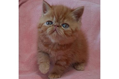 エキゾチックショートヘアの子猫を探す 子猫ブリーダーナビ