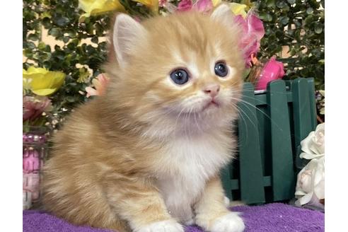 東京都のラガマフィン 男の子 22 02 06生まれ レッドタビー ホワイトロングヘアが可愛い男の子 子猫id 子猫ブリーダーナビ