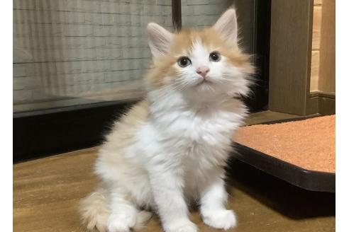群馬県のメインクーン 男の子 22 01 05生まれ 美男 レッドタビー ホワイトの男の子 子猫id 224 子猫ブリーダーナビ
