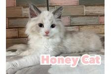 長谷川扶美子ブリーダー