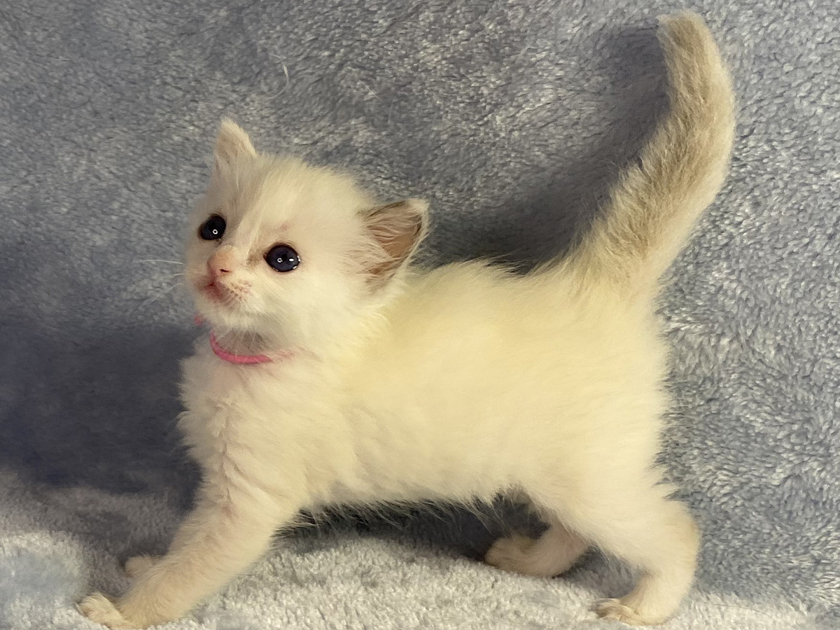 ラグドールの性格や特徴って 色や体重 飼い方まとめ ネコマガ