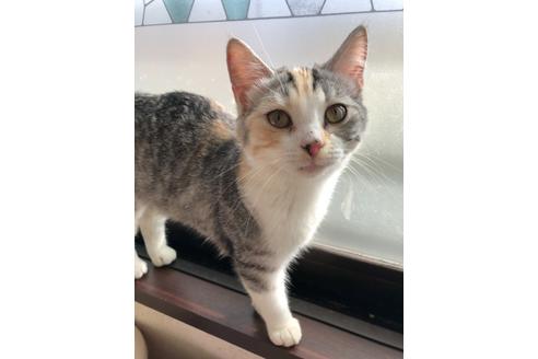 三重県のマンチカン 女の子 21 11 10生まれ 穏やかで懐っこい子です 子猫id 子猫ブリーダーナビ