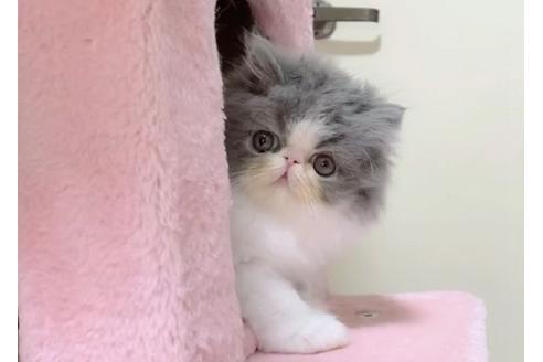 愛媛県のエキゾチックショートヘア 男の子 22 01 17生まれ ブルータビーアンドホワイトのもふもふ男の子 当日お引き渡し可能 子猫id 子猫ブリーダーナビ