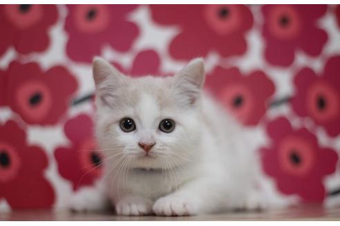 東京都のマンチカン 男の子 22 01 18生まれ クリームタビー ホワイトのとても可愛い男の子です 子猫id 子猫ブリーダーナビ