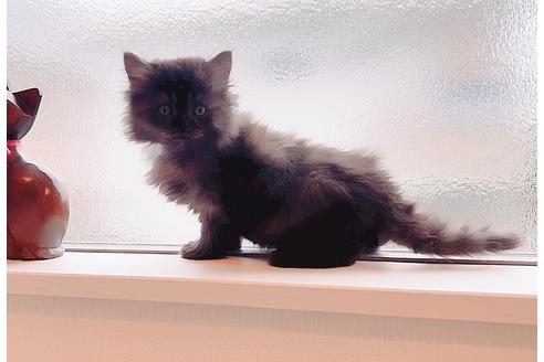 ミヌエットでブラック系の子猫を探す（29ページ目）｜子猫