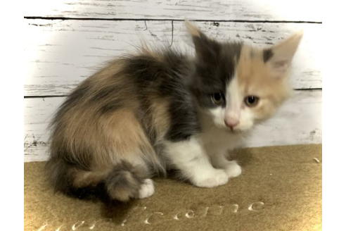 鹿児島県のメインクーン 女の子 21 12 06生まれ 土日限定プライス 子猫id 子猫ブリーダーナビ