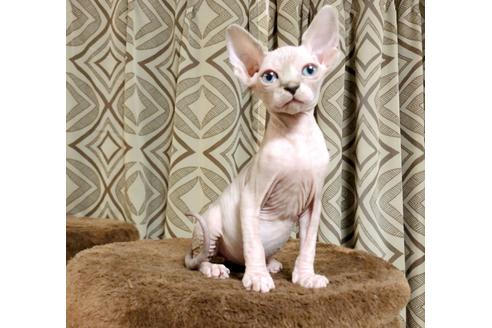 スフィンクスの子猫を探す 子猫ブリーダーナビ