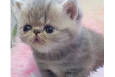 愛知県のエキゾチックショートヘア 女の子 22 03 11生まれ 可愛い女の子 子猫id 子猫ブリーダーナビ