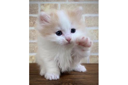 福岡県のマンチカン 男の子 22 02 28生まれ フワフワポチャポチャ短足の男の子です 子猫id 子猫ブリーダーナビ