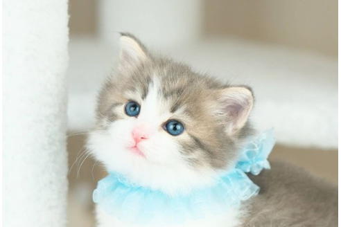 愛知県のノルウェージャンフォレストキャット 女の子 22 03 10生まれ ふわふわもこもこの女の子 子猫id 236 子猫ブリーダーナビ 愛知県のノルウェージャンフォレストキャット 女の子 22 03 10生まれ ふわふわもこもこの女の子 子猫id 236 子猫ブリーダーナビ