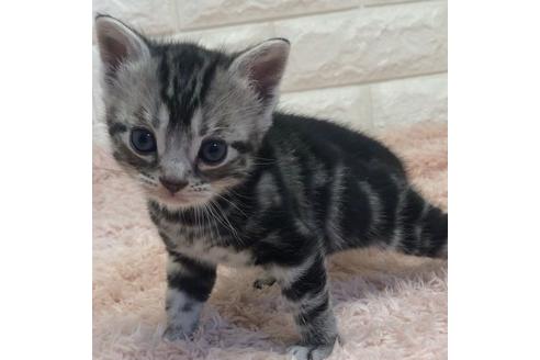 埼玉県のアメリカンショートヘア 男の子 22 03 06生まれ とっても可愛いです 子猫id 子猫ブリーダーナビ