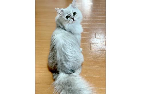 岡村(久末）優紀ブリーダーの詳細の1枚目
