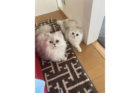 岡村(久末）優紀ブリーダーの詳細