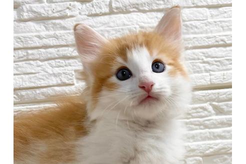 福岡県のノルウェージャンフォレストキャット 男の子 22 03 12生まれ Dna検査済みです 子猫id 子猫ブリーダーナビ 福岡県のノルウェージャンフォレストキャット 男の子 22 03 12生まれ Dna検査済みです 子猫id 子猫ブリーダーナビ