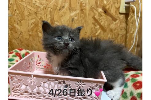 鹿児島県のラガマフィン 男の子 22 03 27生まれ 困り顔のラガくん 子猫id 子猫ブリーダーナビ