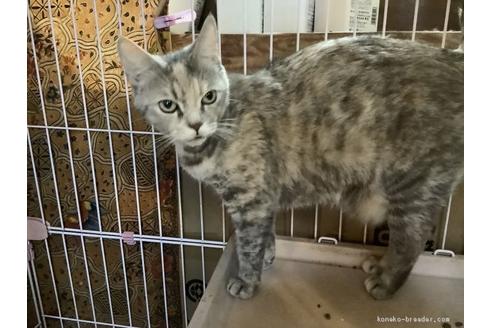 販売中のマンチカンの親猫
