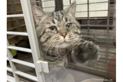 販売中のマンチカンの親猫