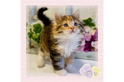 ラガマフィンのブリーダーを探す 子猫ブリーダーナビ