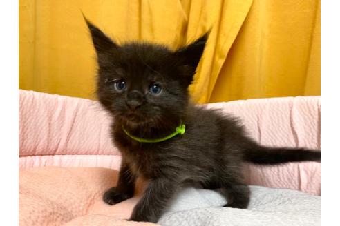 栃木県でメインクーンの子猫を探す 子猫ブリーダーナビ