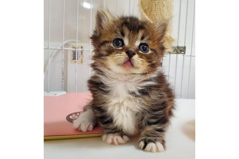 千葉県のマンチカン 男の子 22 04 09生まれ ブラウンタビー ホワイトの短足 可愛い男の子 子猫id 子猫ブリーダーナビ