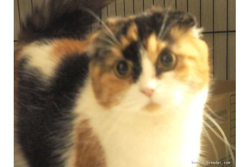 販売中のスコティッシュフォールドの親猫