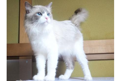 販売中のラグドールの親猫