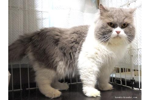 販売中のブリティッシュショートヘアの親猫