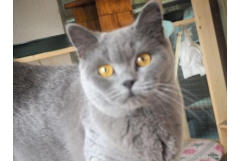 販売中のブリティッシュショートヘアの親猫