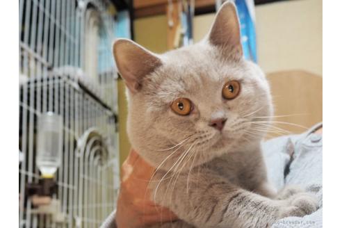 販売中のブリティッシュショートヘアの親猫