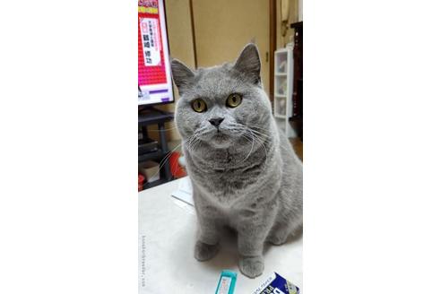 販売中のブリティッシュショートヘアの親猫