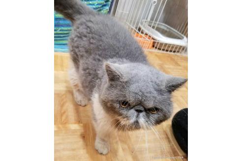 販売中のエキゾチックショートヘアの親猫